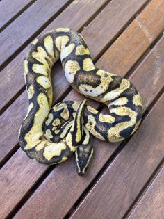 0. 1 Pastel Enchi Calico
