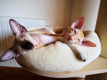 Peterbald Sphynx Siam Orientalisch Kurzhaar Kater