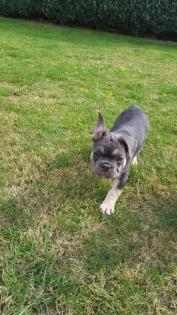 Französische bulldogge welpe