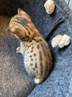 Wir haben immer mal wieder sehr Typvolle Savannah Kitten abzugeben.