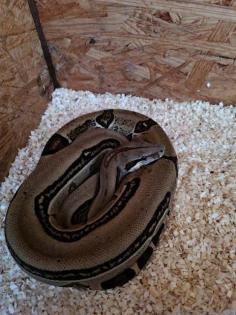 Boa Guyana Mix 0. 1