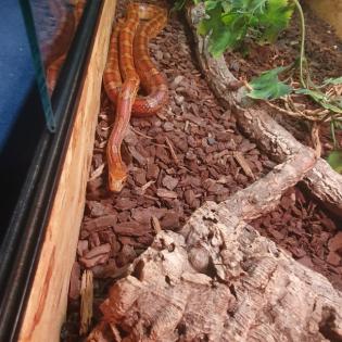 Kornnatter mit Terrarium und sämtlichem Zubehör