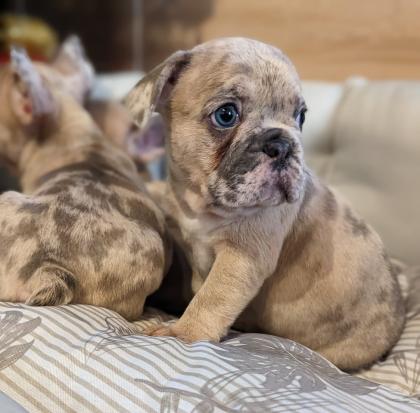 Französische Bulldogge Welpen mit Ahnentafel
