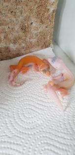 Leopardgeckos verschiedene Morphen
