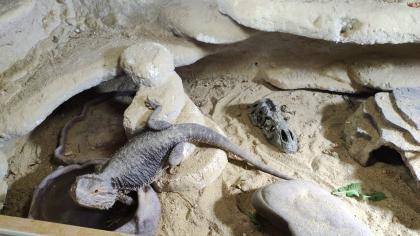 Bartagame samt Terrarium