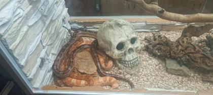 10 Kornnattern incl. Terrarien