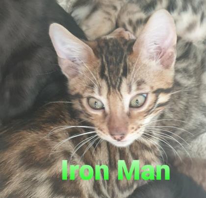 Reinrassige exklusive Bengalkitten