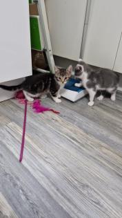 Katzen junges rasse bombay und mischling