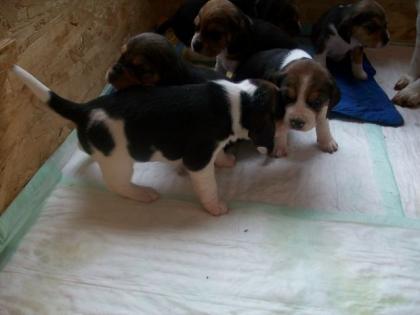 Beaglewelpen suchen neues zu Hause