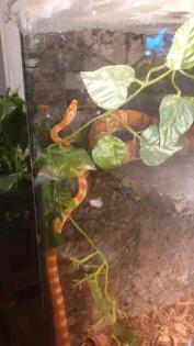 Terrarium mit 2 kornattern abzugeben