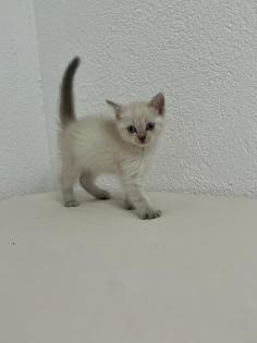 Türkische Angora Kitten suchen liebevolles Zuhause