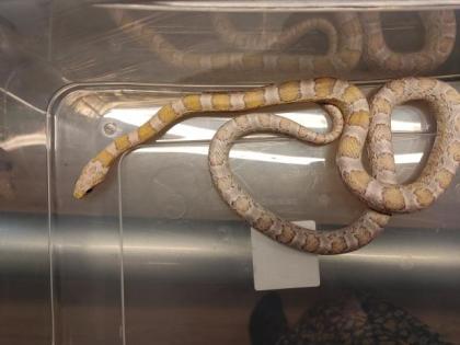 7 Kornnattern Weibchen Pied Sided Bloodred High White, Candycane, Anery Sunkisse