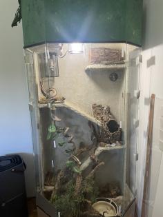Kornnattern inkl. Terrarium und Zubehör