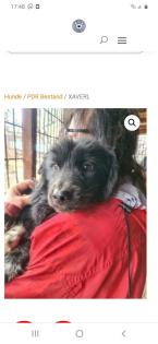 Tolle Welpen, Junghunde Hundesenioren