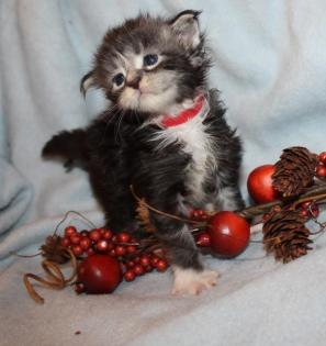 Maine Coon mit Stammbaum