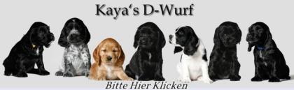 Noch 2 Englische Cocker Spaniel Hündin 10 Wochen alt
