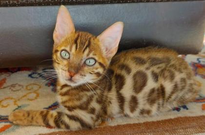 Süße Bengalkatzen zu verkaufen