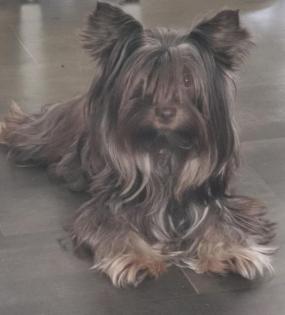 Yorkshire Terrier Schoko and Tan Hündin