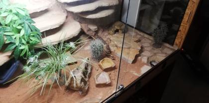 2 Leopardgecko Damen mit Terrarium