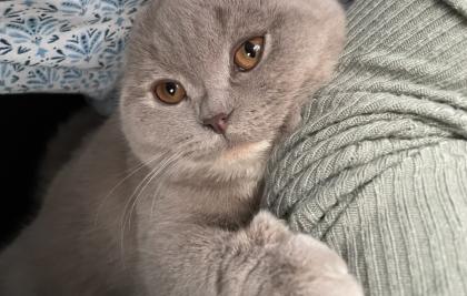 BKH white point und taupe NUR ZUSAMMEN