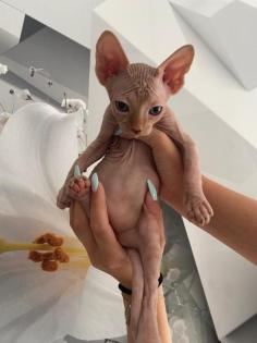 Sphynx babykatzen