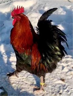 Bruteier Rassen Zier Huhn Marans