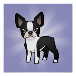 Wir haben Boston-Terrier-Baby s mit Papieren, Gechipt und mehrf. Entwurmt