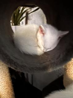 6 kleine Kitten weiß und getigert suchen ein liebevolles zu Hause
