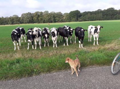 Hundebetreuung und Tier- und Haussitting