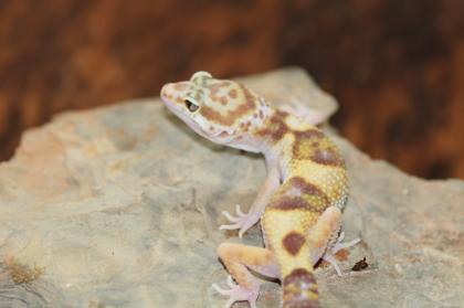 Leopardgecko Super Giant 0. 1