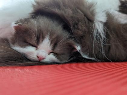 Süße BKH BLH Kitten mit Stammbaum