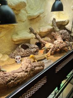 Bartagame m mit großem Terrarium, Quarantäneterrarium inkl. Beleuchtung und viel Zubehör