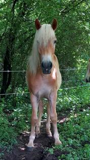 Tiroler Haflinger Wallach und Stute