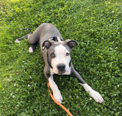 American Bully Rüde 6 Monate