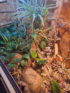 1. 0 Kornnatter Anery Scaleless Terrarium Zubehör