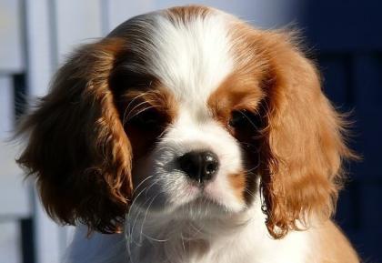 Reinrassige Cavalier King Charles Welpen