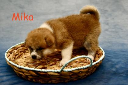 Reinrassige Akita Inu Welpen mit Papieren der Elterntiere