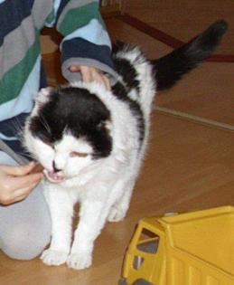 Weiterführung Tierkommunikation