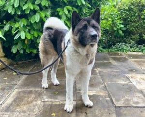 KENDO - männlich 3 Jahre 69 cm 36 kg American Akita Gechipt Kastriert