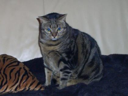Hauskatze Leila zu verschenken bitte Text beachten