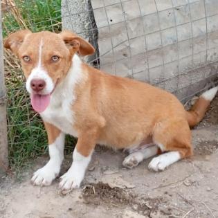 Kurt / Status sucht ein Zuhause