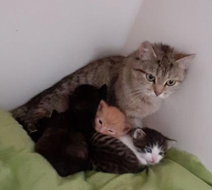 Kitten suchen liebevolles Zuhause aus dem Tierschutz