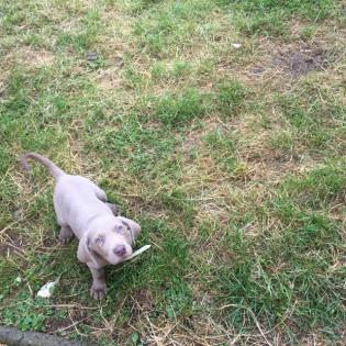 Reinrassiger silbergrauer Weimaraner Welpe KH