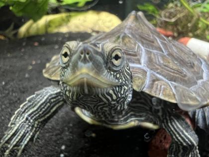 Wasserschildkröte Mississippi Höckerschildkröte