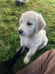 Goldendoodle, Welpen, Allergiker geeignet