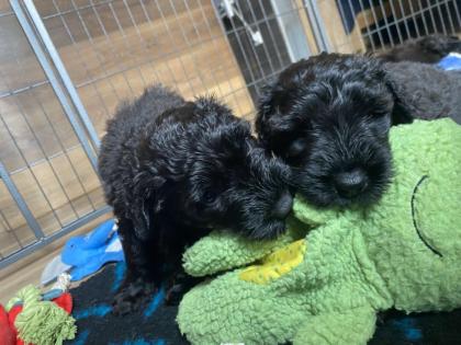 Schwarzer Terrier welpen zu Verkaufen