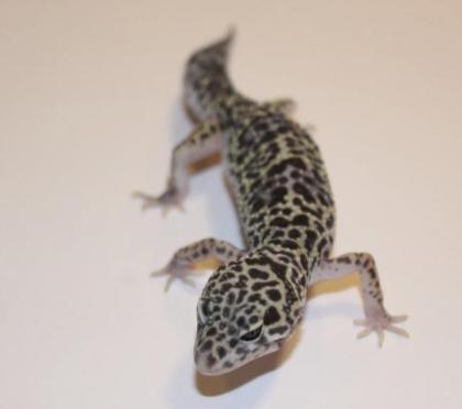 Leopardgeckos