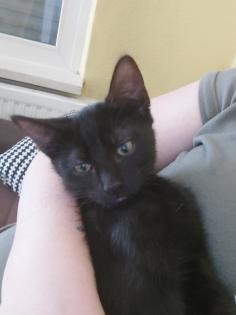 Katze sucht ein Zuhause