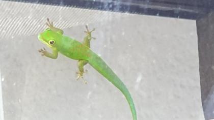 Phelsuma pasteuri Taggeckos