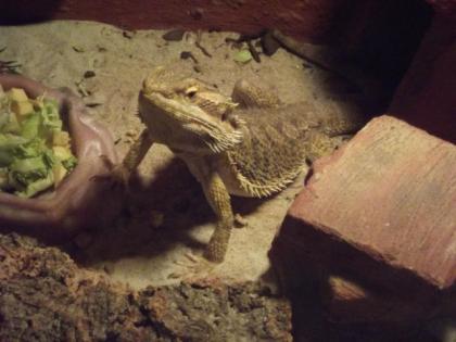 Bartagame mit Kompletten Terrarium abzugeben Maße 120x60x60